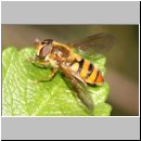 Epistrophe melanostoma - Gelbhaarige Wiesenschwebfliege w10.jpg